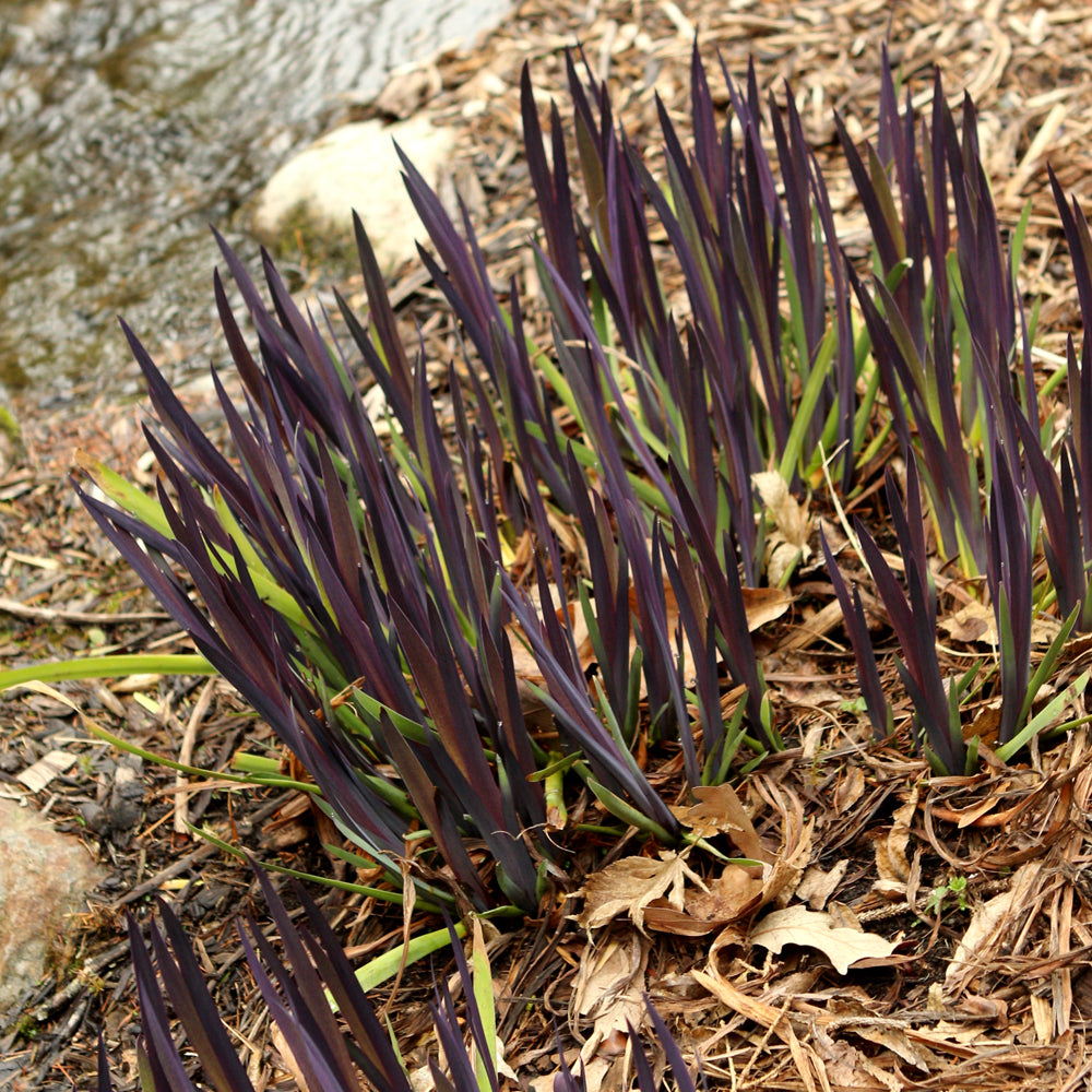 Purple Flame Blue Flag Iris