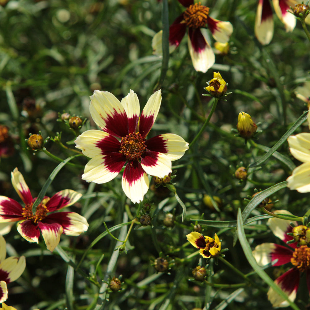Coreopsis verticillata 'Creamy Calico'