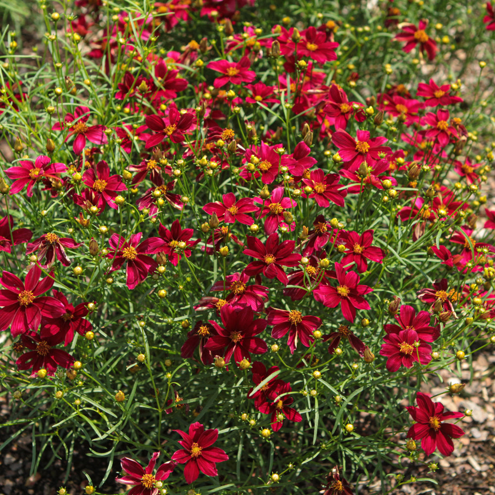 Designer Threads™ Scarlet Ribbons Tickseed