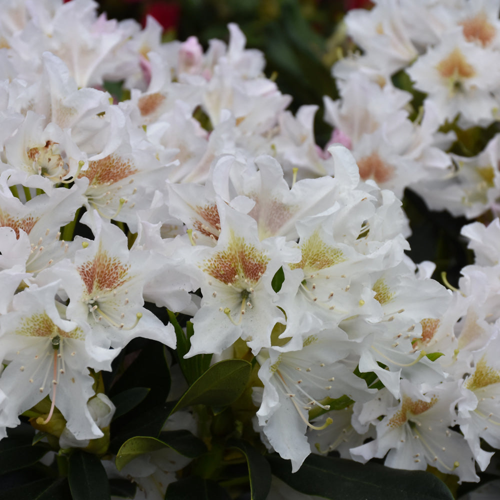 Rhododendron 'Cunningham's White'