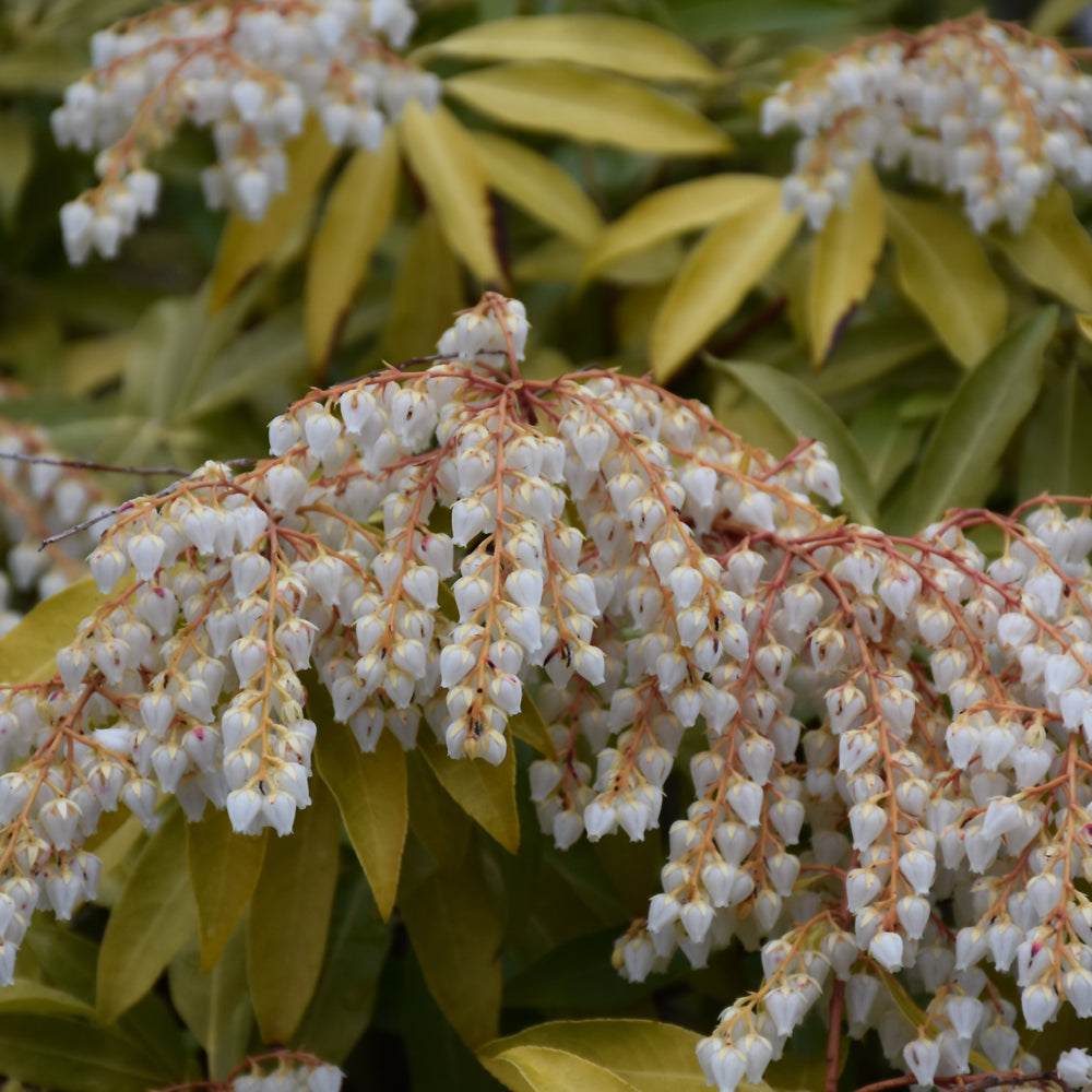 Purity Japanese Pieris