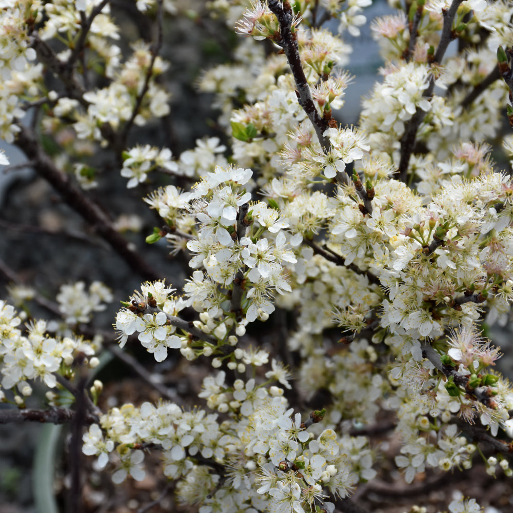 Prunus maritima