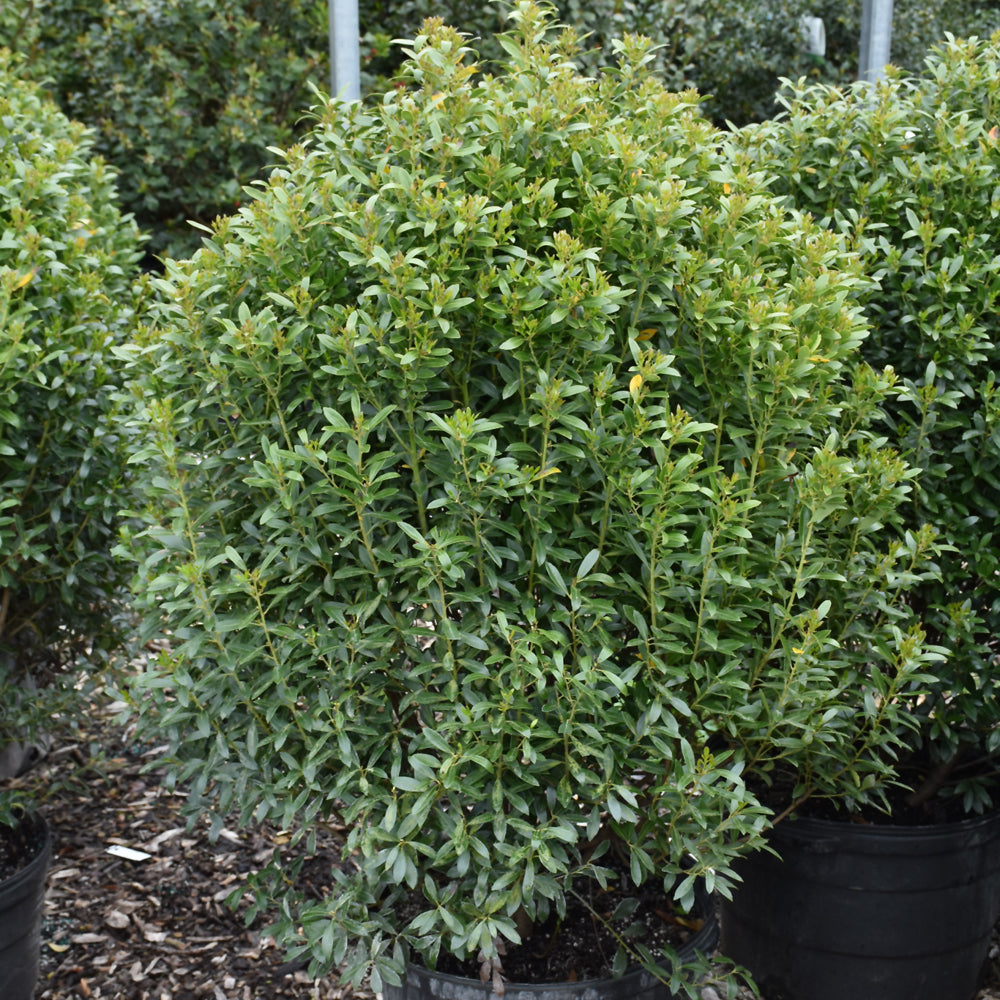 Compact Inkberry Holly