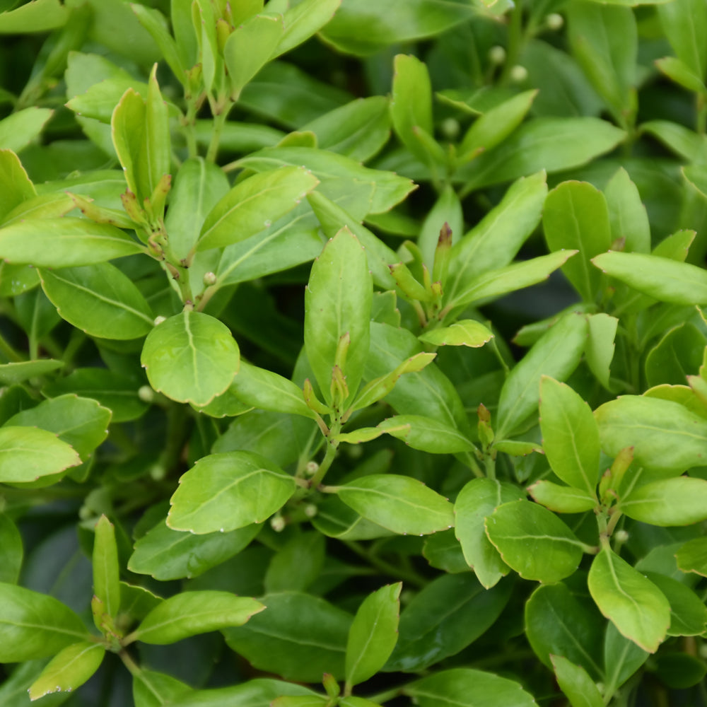 Densa Inkberry Holly