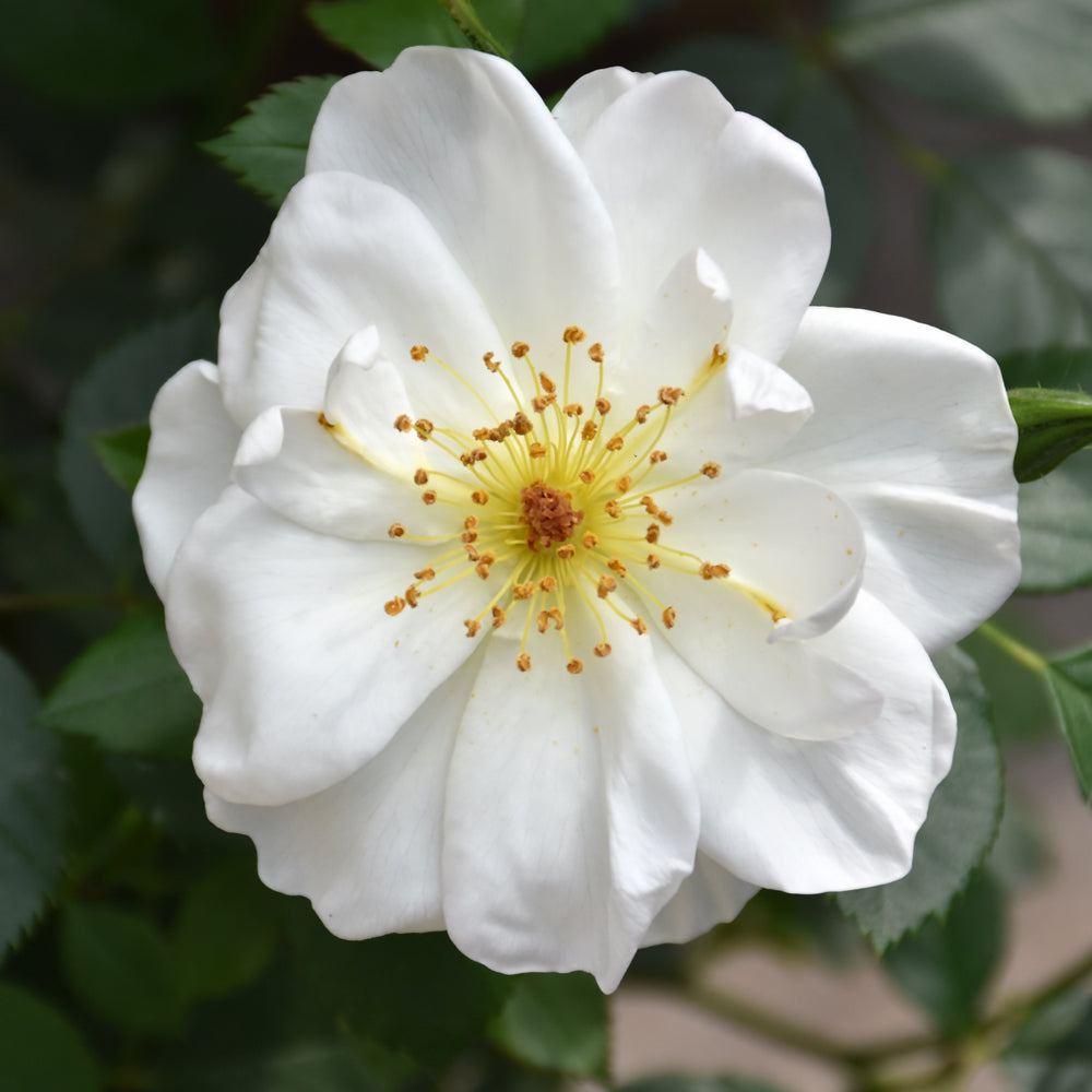 Rosa 'Oscar Peterson'