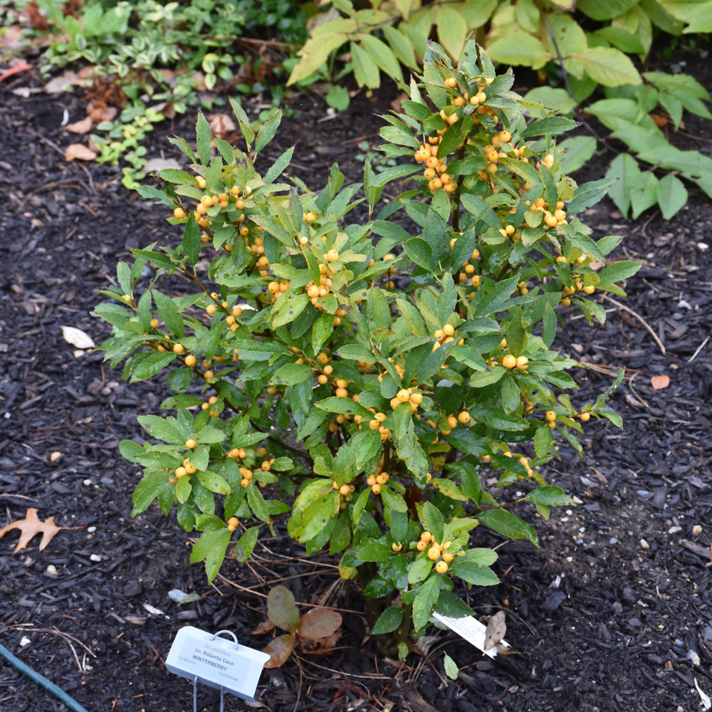 Berry Heavy® Gold Winterberry