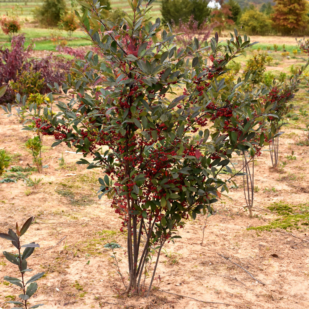 Brilliantissima Red Chokeberry