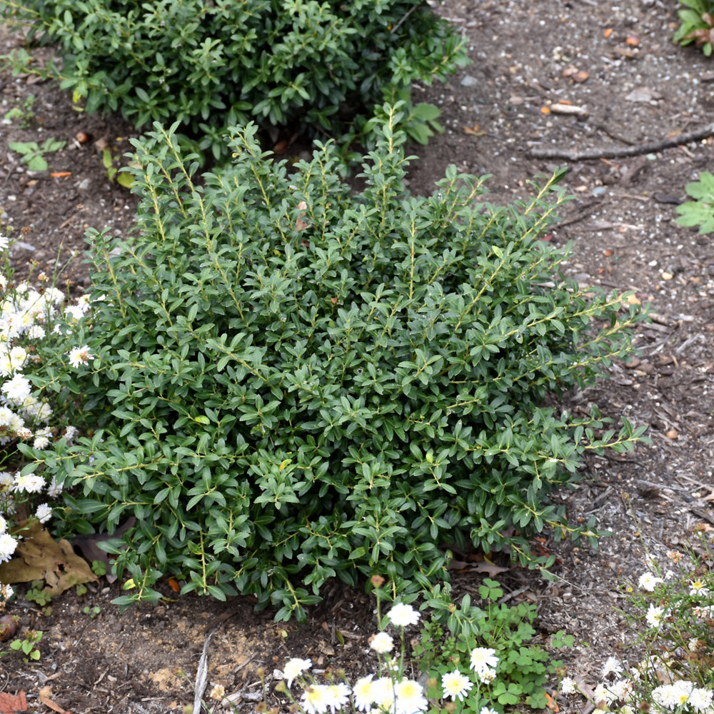 Soft Touch Japanese Holly