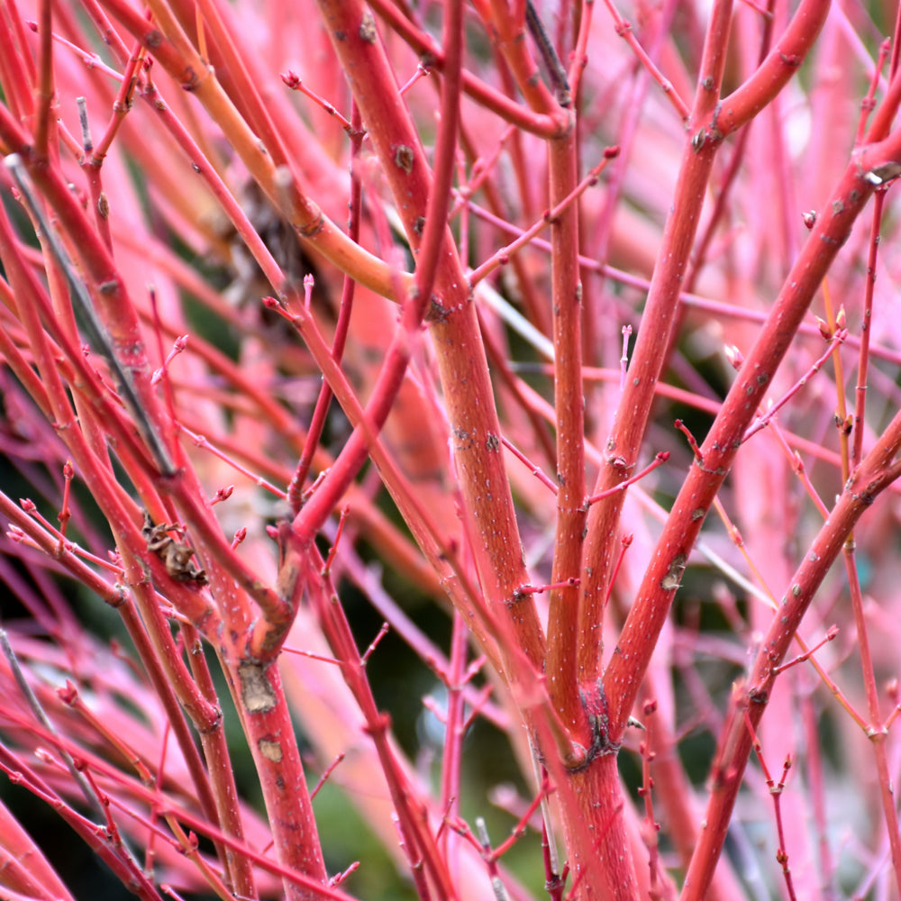 Coral Bark Japanese Maple