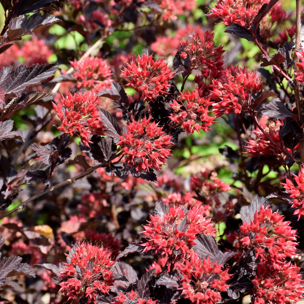 Physocarpus opulifolius 'Center Glow'