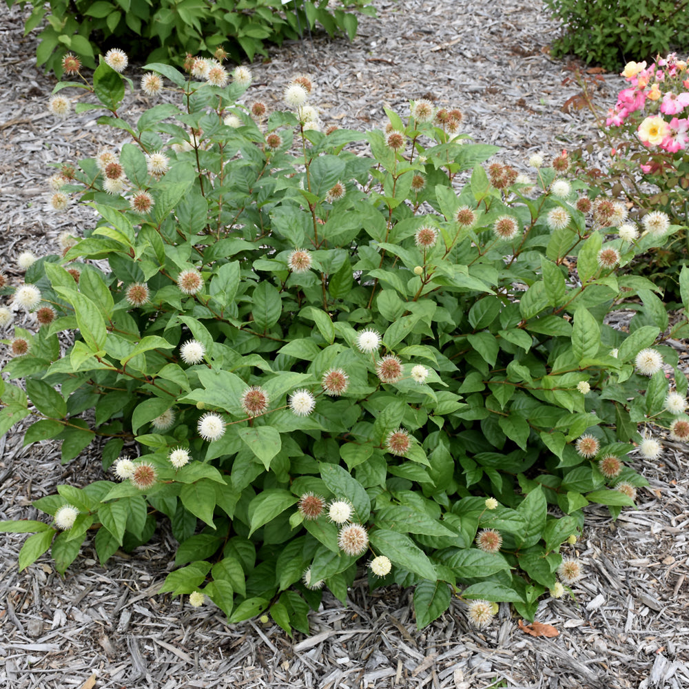 Fiber Optics® Button Bush