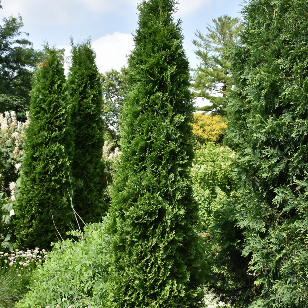 Thuja occidentalis 'American Pillar'