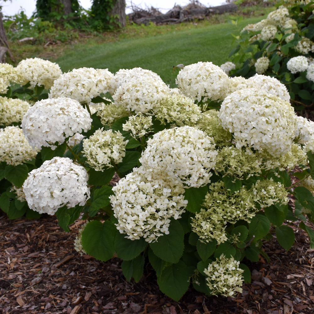 Invincibelle Wee White® Hydrangea