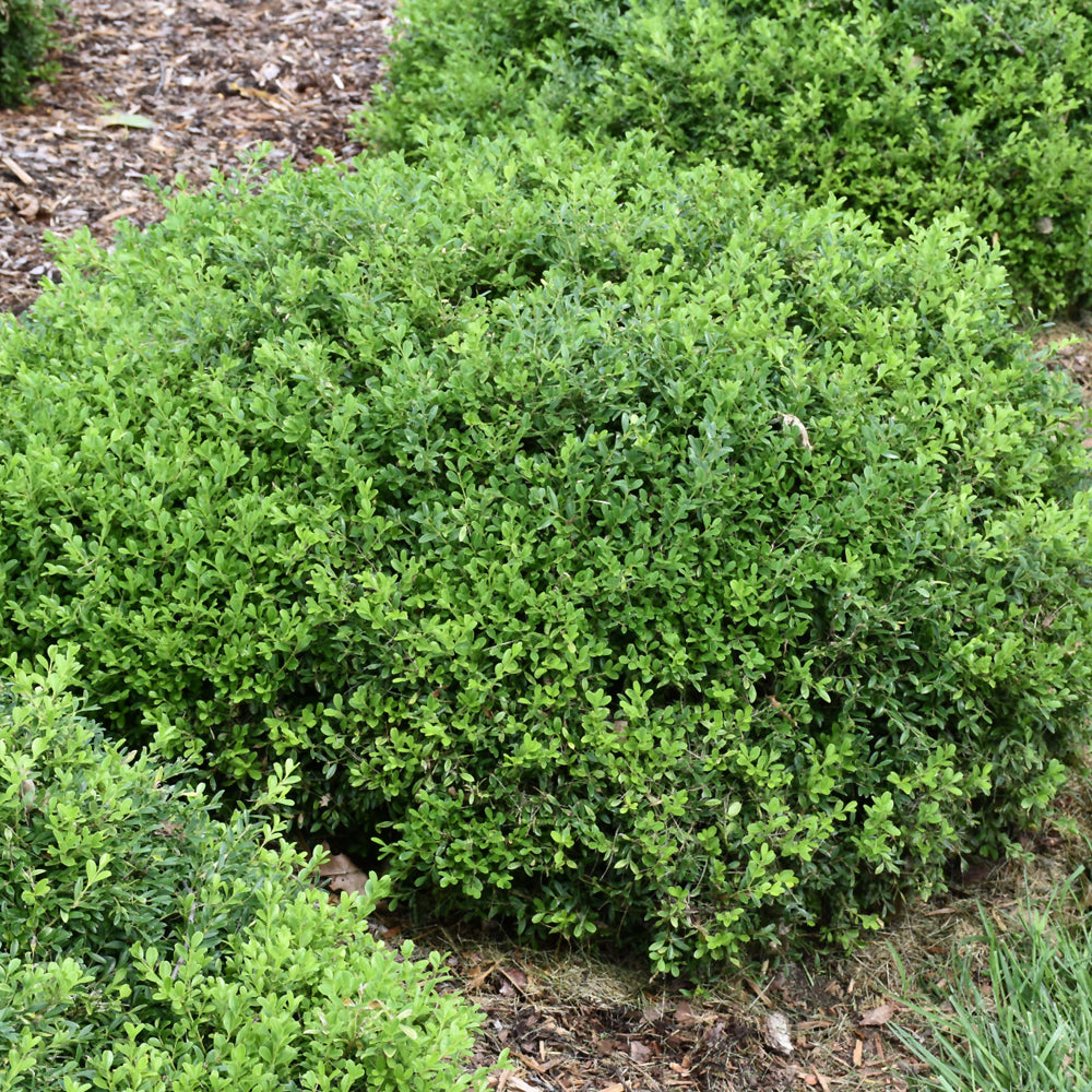 Tide Hill Boxwood