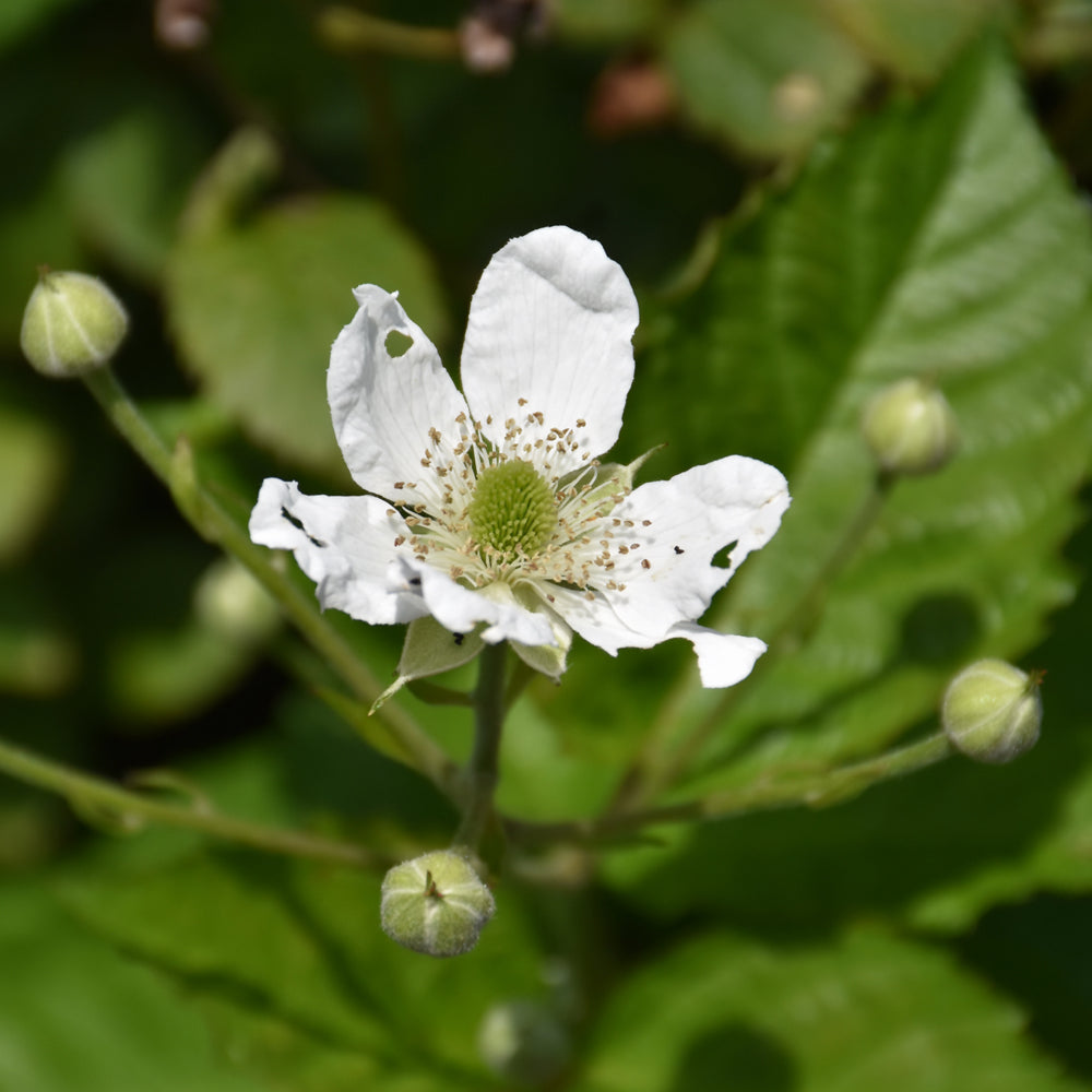 Rubus 'APF-236T'