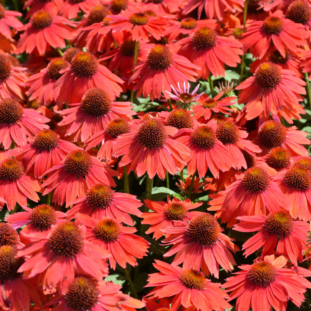 Sombrero® Salsa Red Coneflower