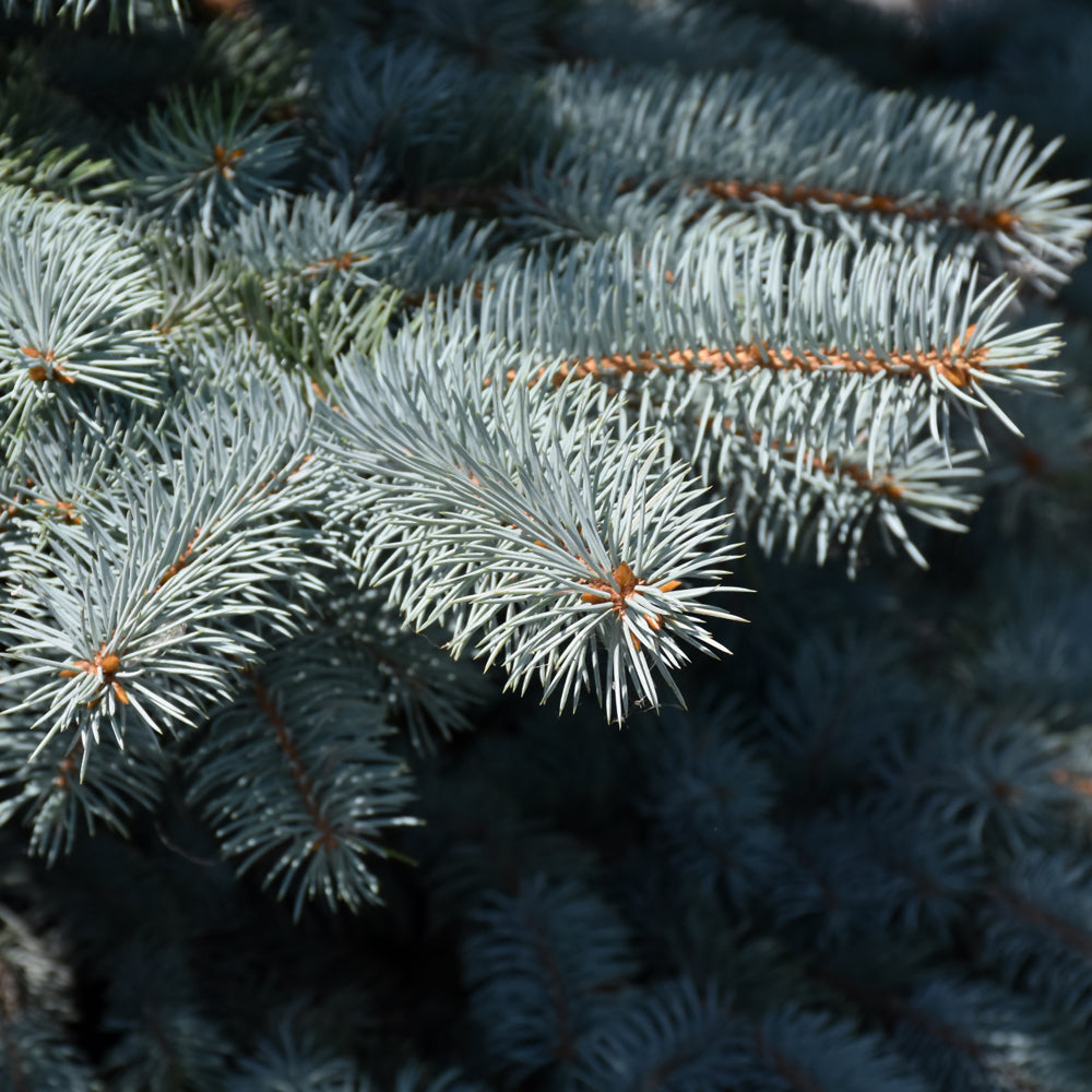Baby Blue Blue Spruce