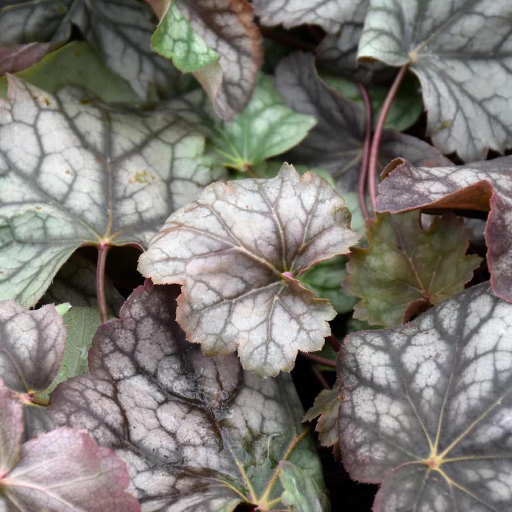 Heuchera americana 'Dale's Strain'