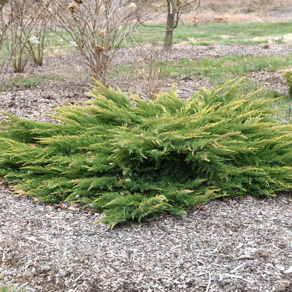 Gold Lace Juniper