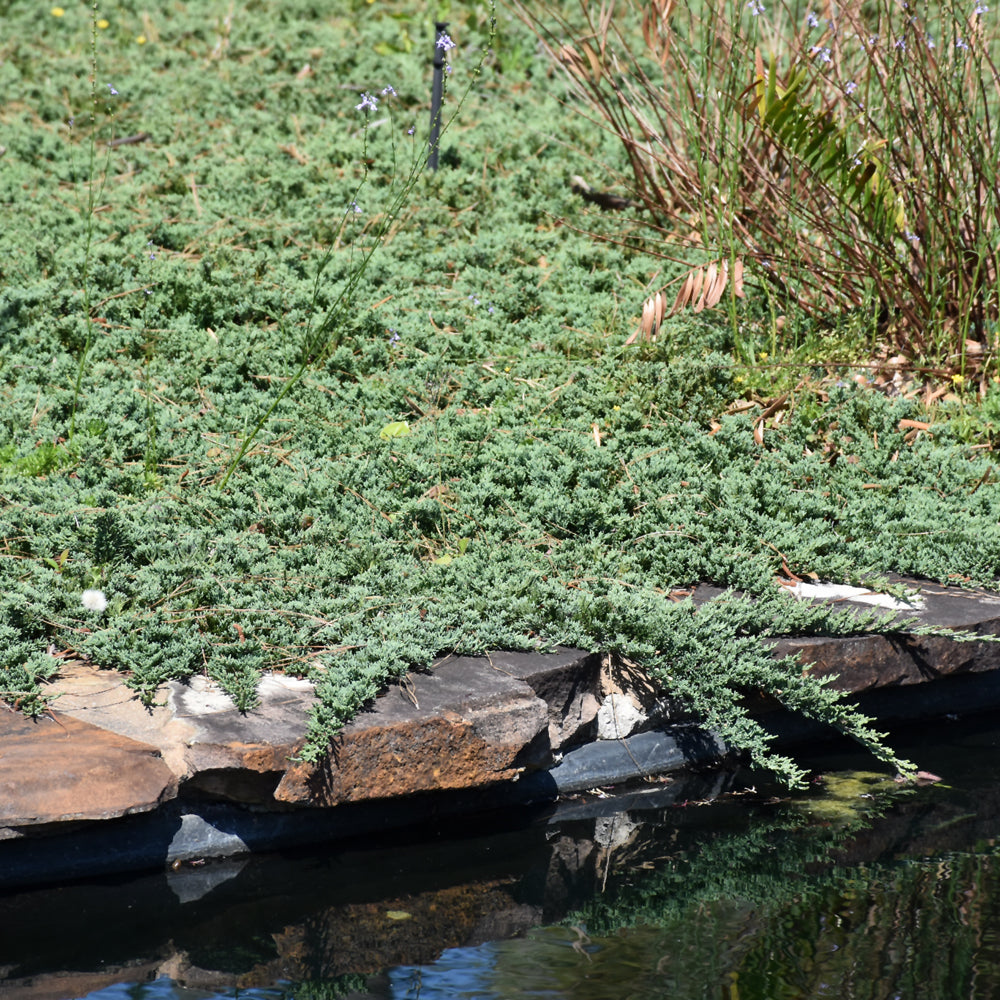 Blue Rug Juniper