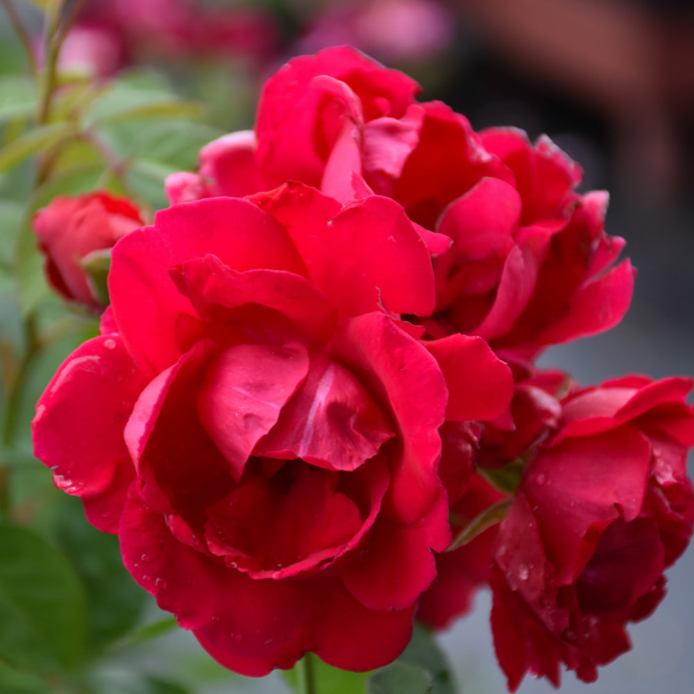 Rosa 'Blaze'