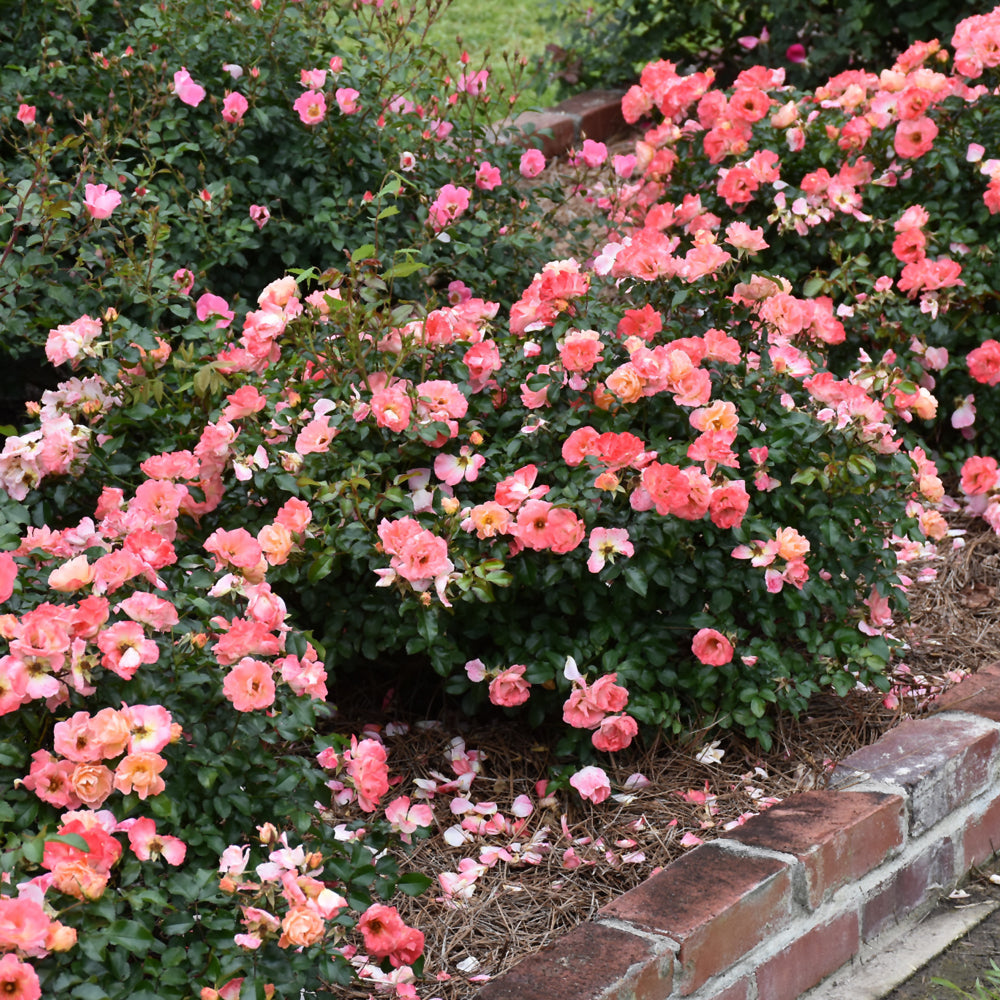 Peach Drift® Rose