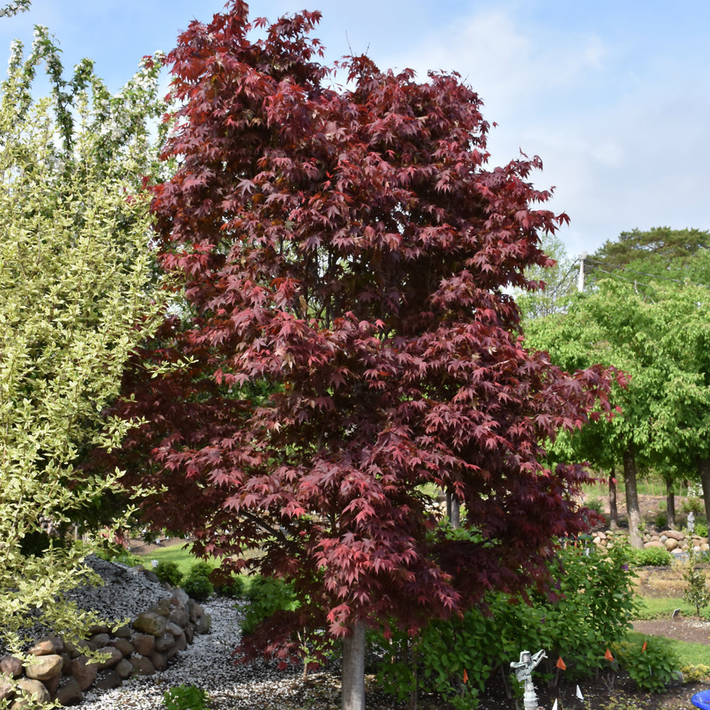 Samurai Sword Japanese Maple