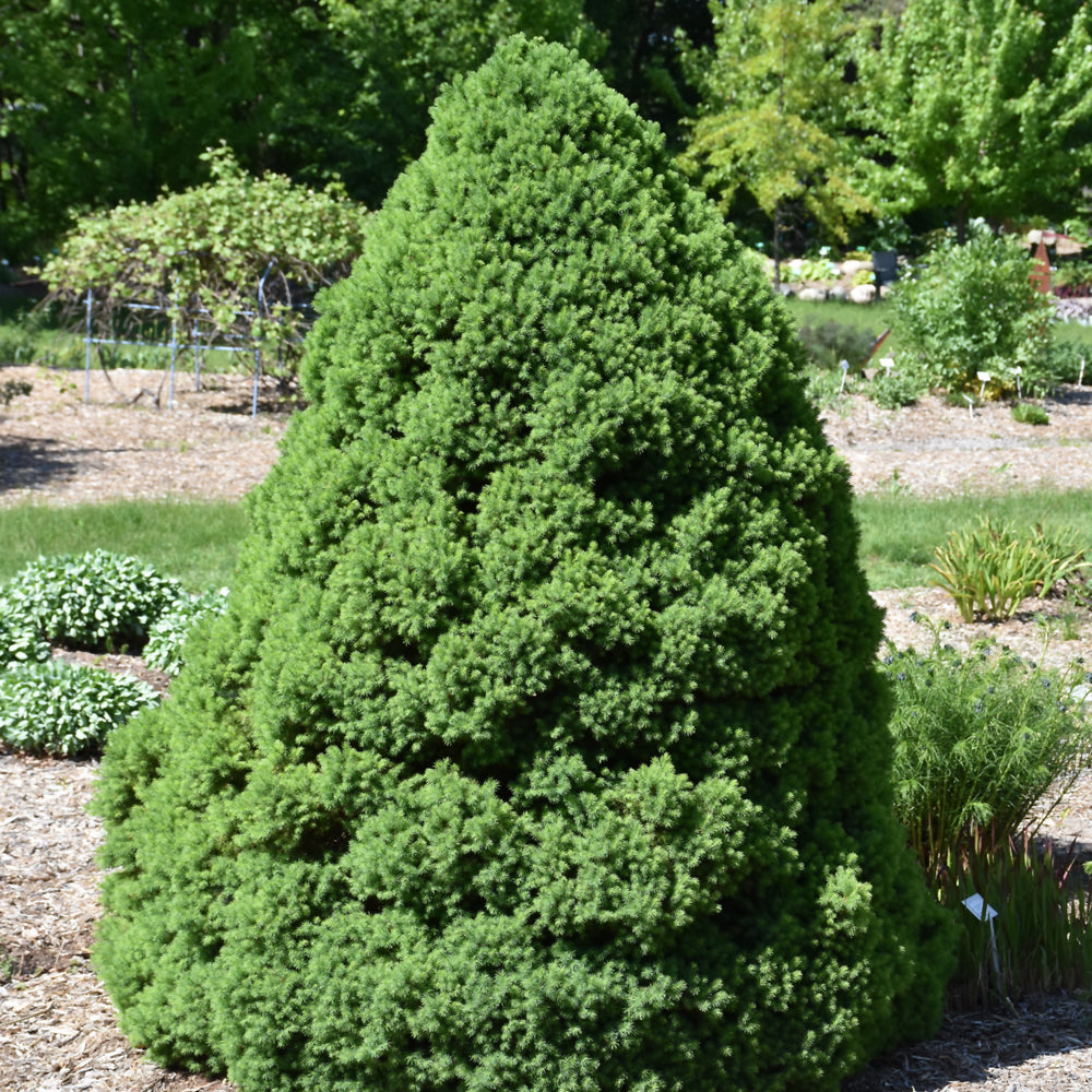 Picea glauca 'Conica'