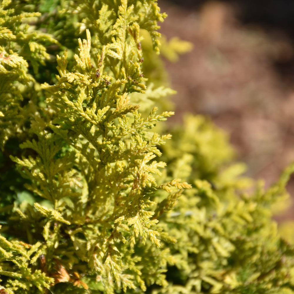 Soft Serve® Gold Falsecypress