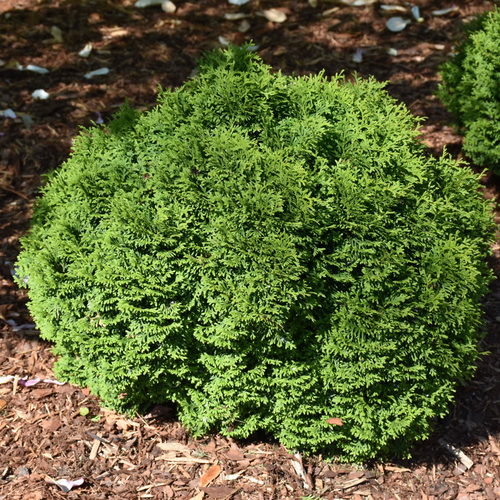 Thuja occidentalis 'SMNTOBAB'