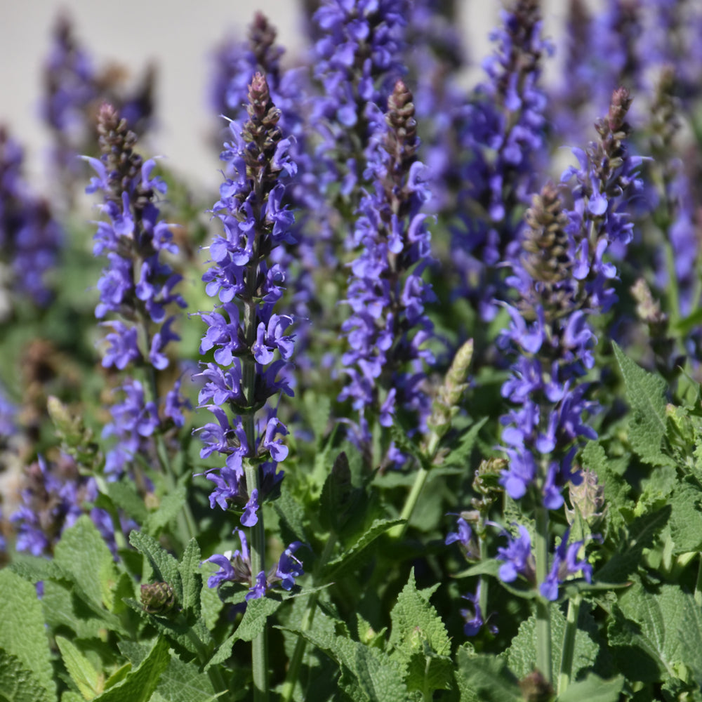 Salvia x sylvestris 'Blue Hill'