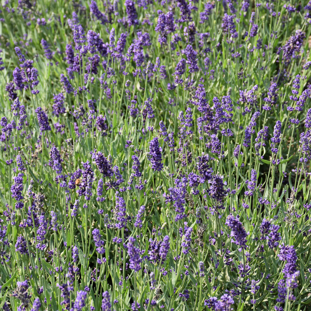 Lavandula angustifolia 'Armtipp01'