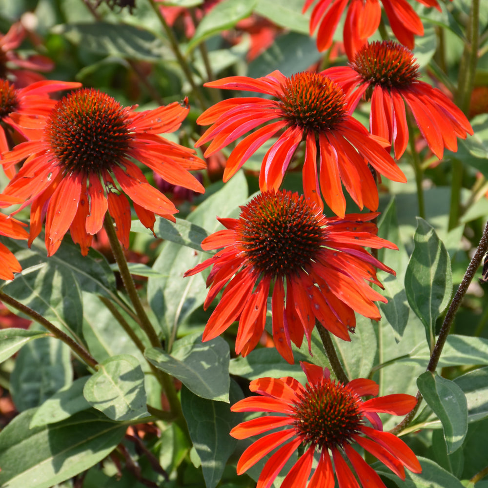 Echinacea 'Balsomanita'