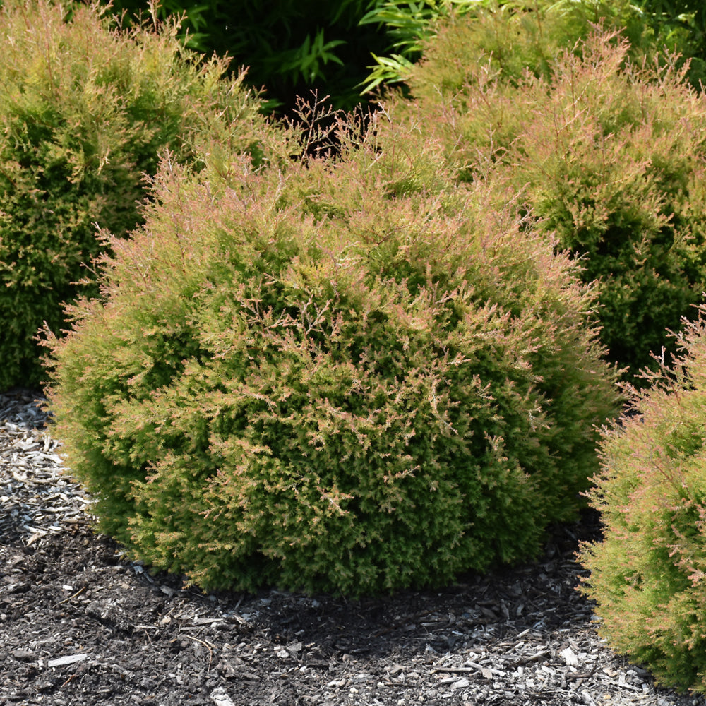 Fire Chief™ Arborvitae