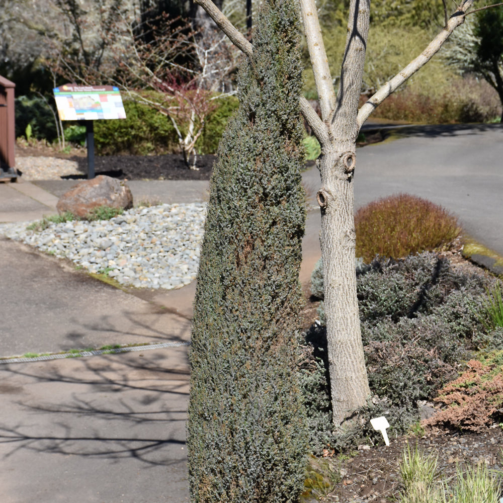 Juniperus communis 'Compressa'