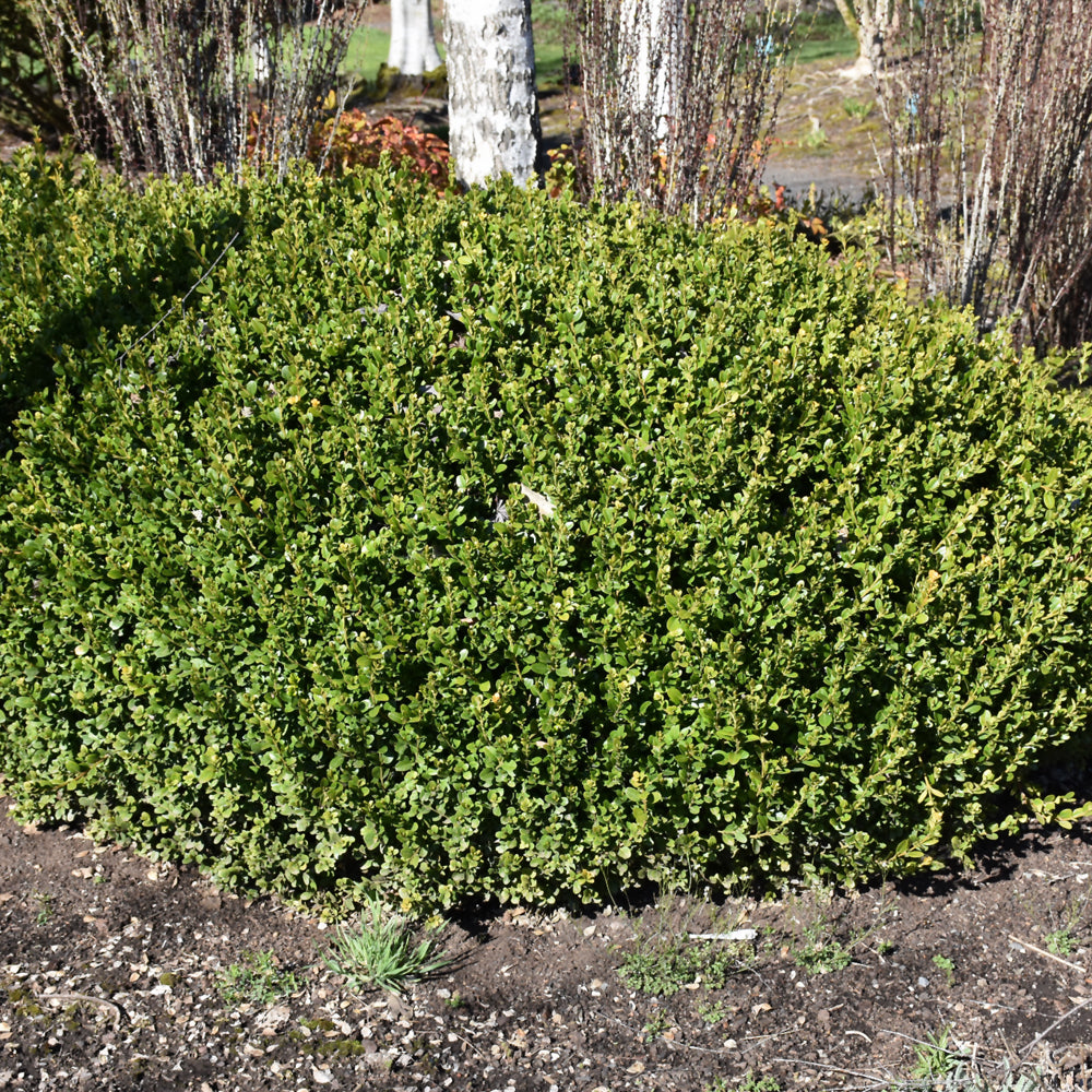 Buxus microphylla 'Winter Gem'