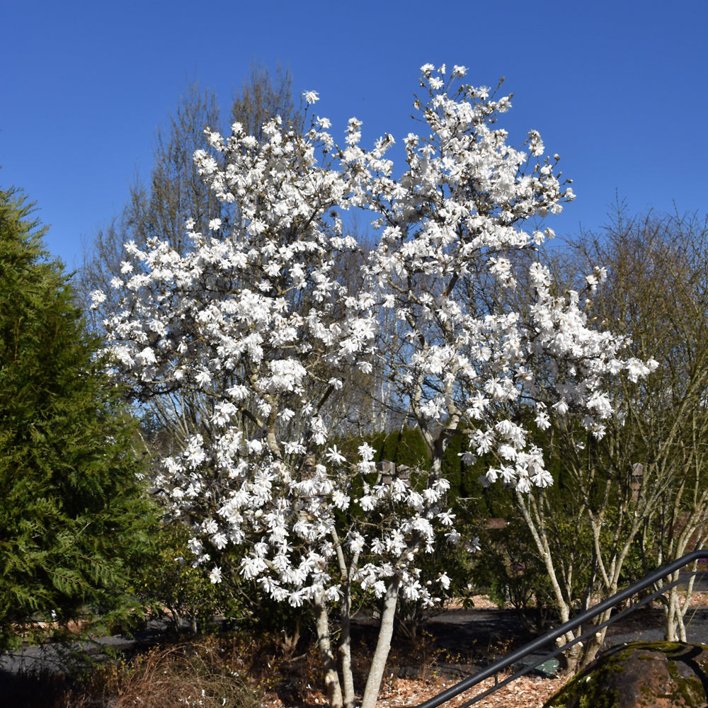 Royal Star Magnolia