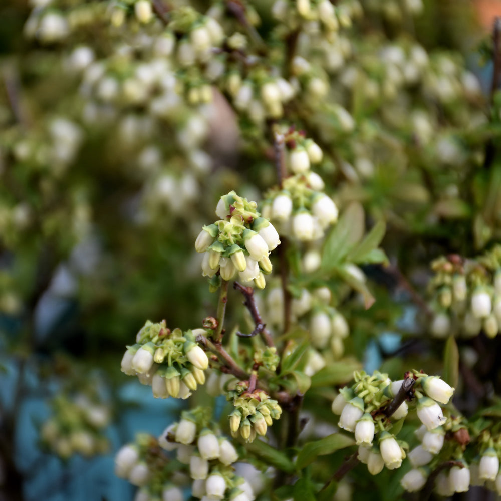 Perpetua® Blueberry