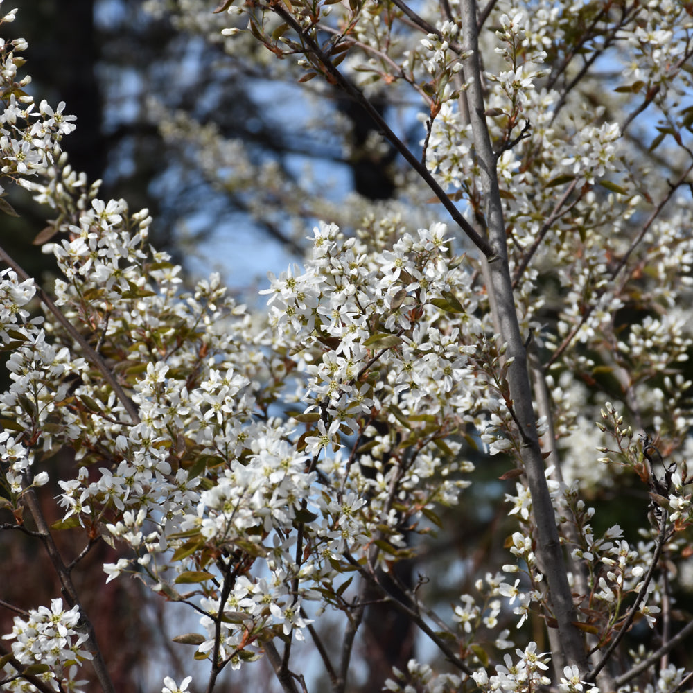 Autumn Brilliance Serviceberry