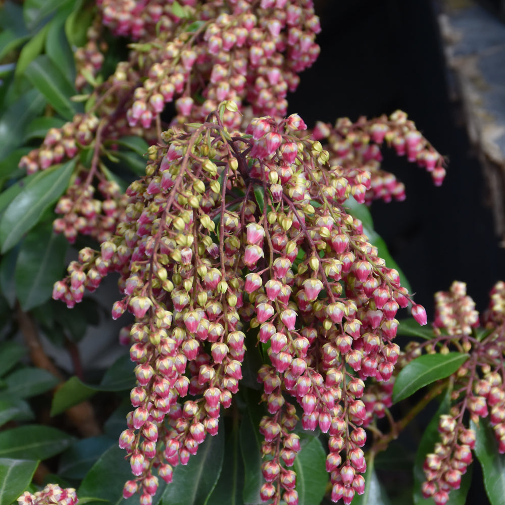 Pieris japonica 'Passion'