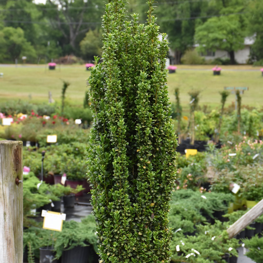 Sky Pencil Japanese Holly