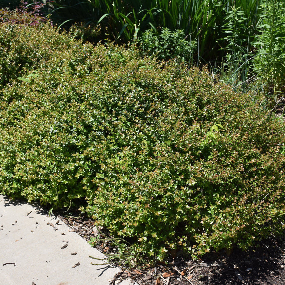 Rose Creek Abelia