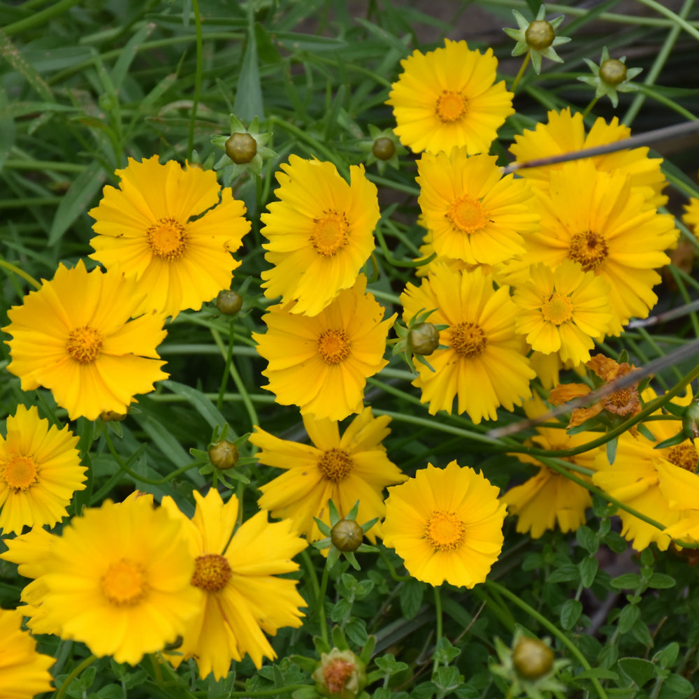 Coreopsis lanceolata