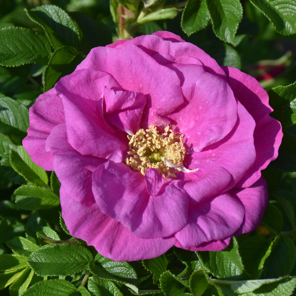 Rosa rugosa 'BOC rogosnif'