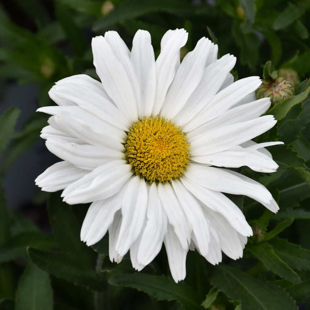 Daisy May® Shasta Daisy