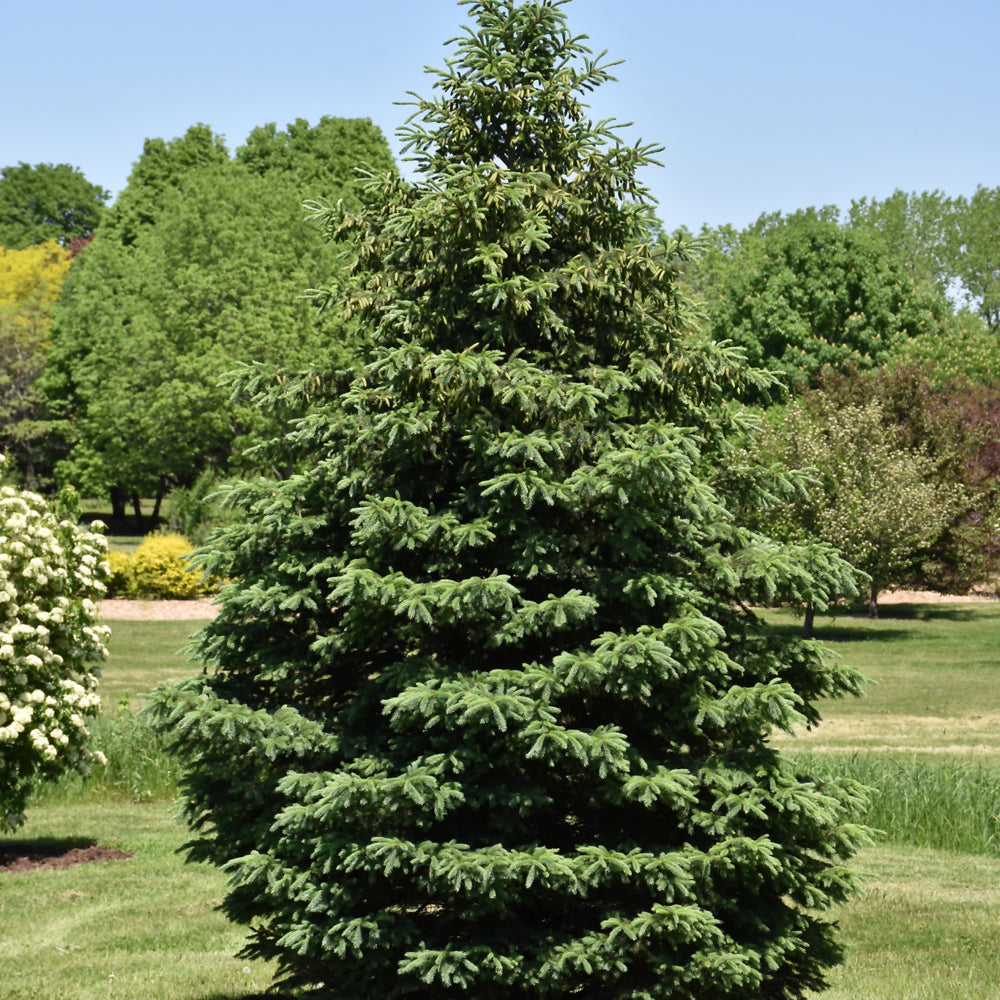 Picea glauca var. densata