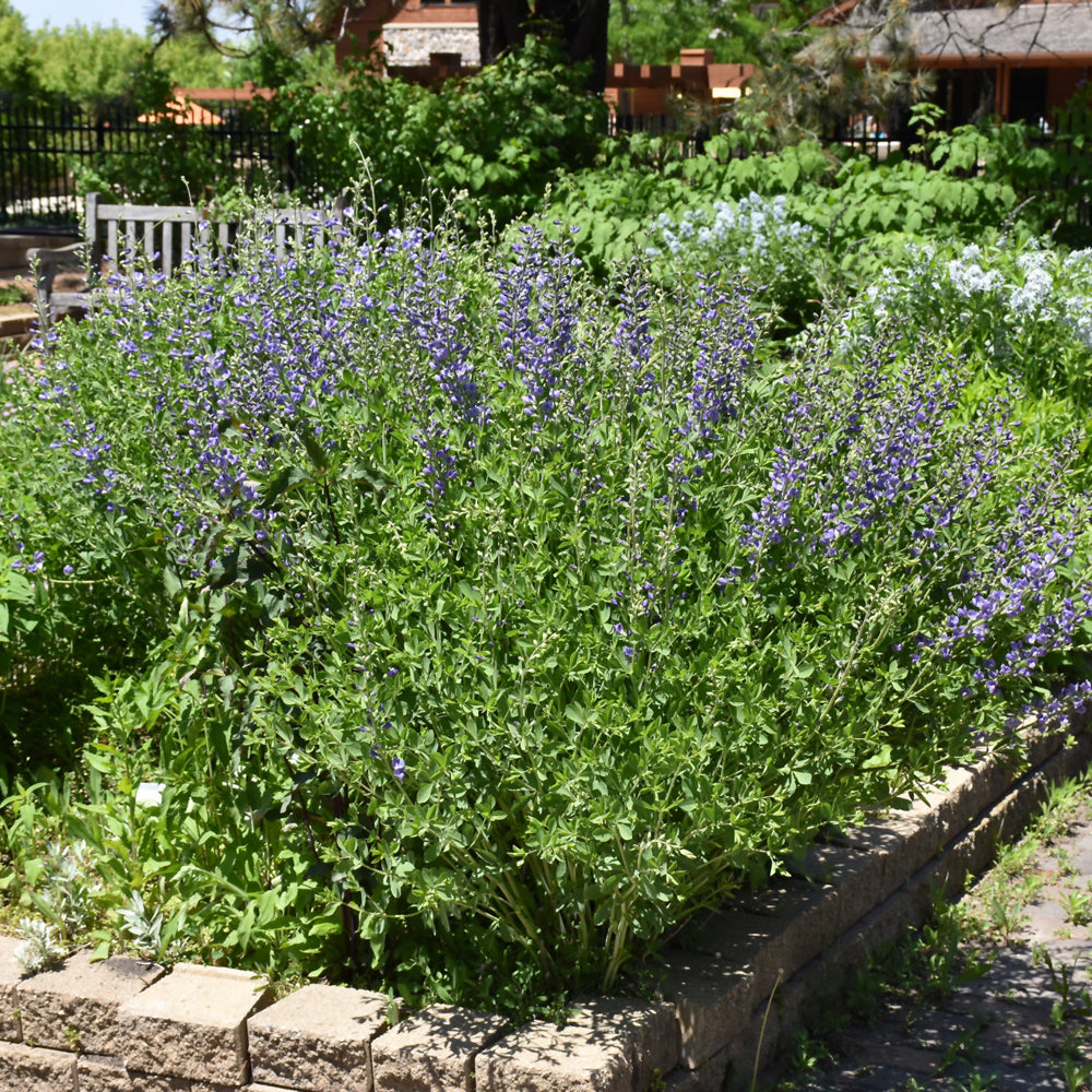 Blue Wild Indigo