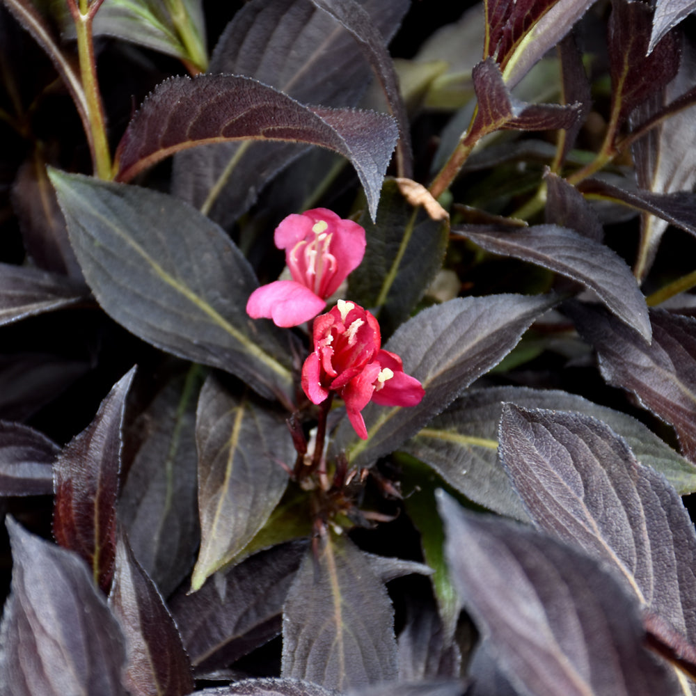 Weigela florida 'ZR1'