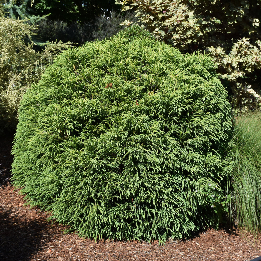 Cryptomeria japonica 'Globosa Nana'