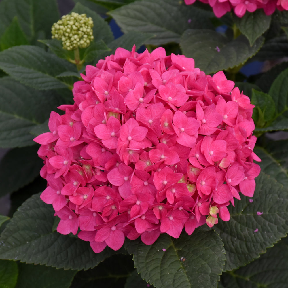 Hydrangea macrophylla 'Bailmacfive'